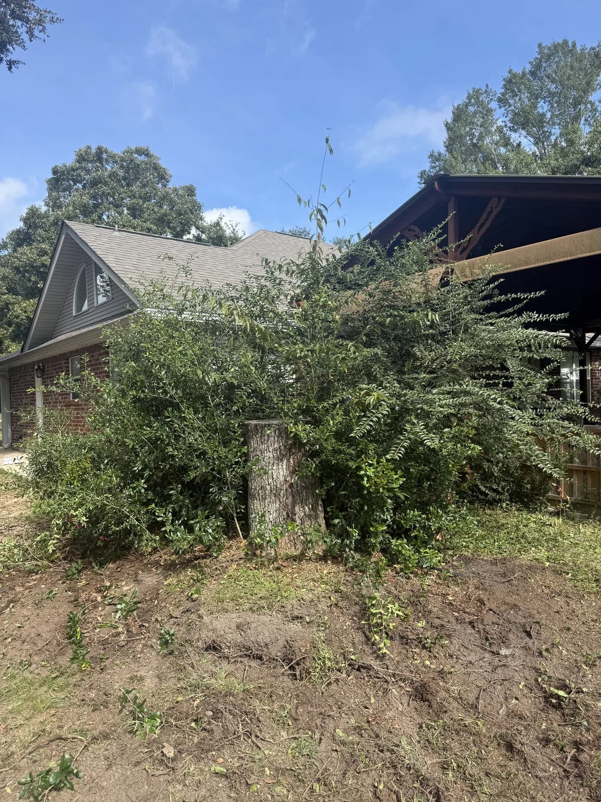 Large stump buried in years of overgrown shrubs against a house corner
